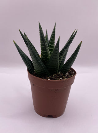 Haworthia Asst .2