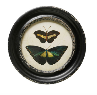 Butterfly/Moth Vintage Frames