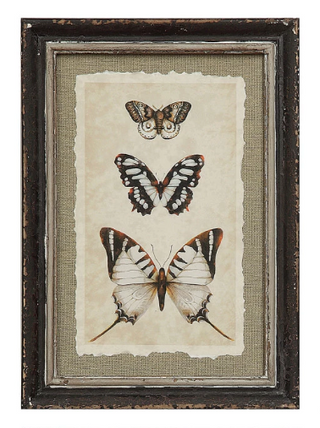 Butterfly/Insect Print - 4 Styles