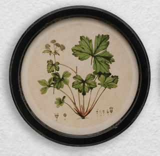 Framed Botanical Print, 4 Styles