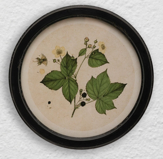 Framed Botanical Print, 4 Styles