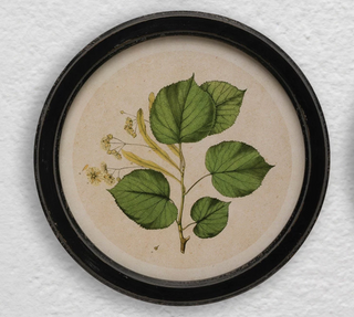 Framed Botanical Print, 4 Styles