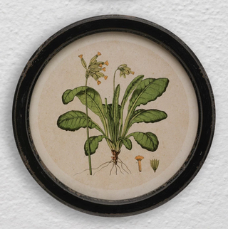 Framed Botanical Print, 4 Styles