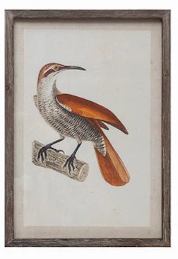 Wood Framed Glass Wall Décor with Insects, Birds, Plants and Fruit - 12 Styles