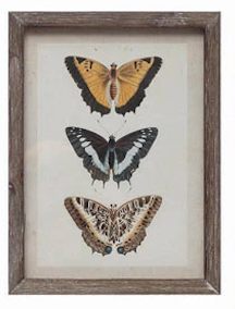 Wood Framed Glass Wall Décor with Insects, Birds, Plants and Fruit - 12 Styles