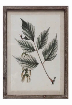 Wood Framed Glass Wall Décor with Insects, Birds, Plants and Fruit - 12 Styles