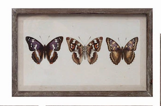 Wood Framed Glass Wall Décor with Insects, Birds, Plants and Fruit - 12 Styles