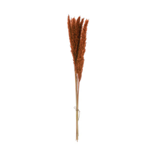 Terracotta Dried Natural Pampas Bundle