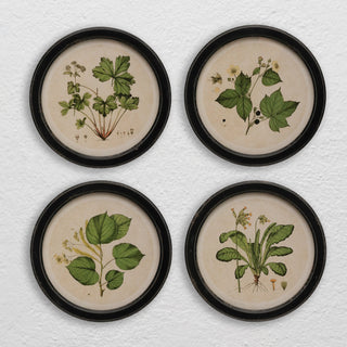 Framed Botanical Print, 4 Styles